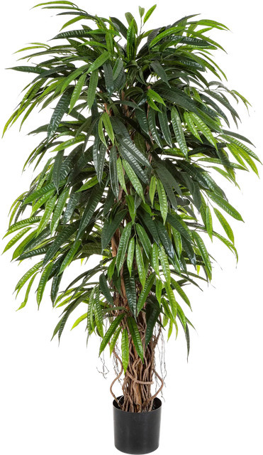 Künstliche Longifolia Baum Aplanta Steven Höhe: 150 cm - Bild 1