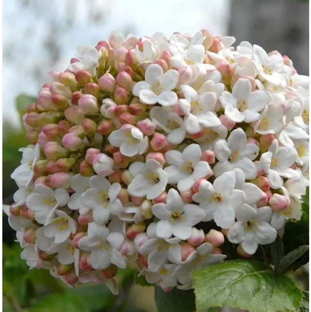 Großblumiger Duft Schneeball Viburnum carlcephalum weiß, Höhe: 30-40 cm - Bild 1