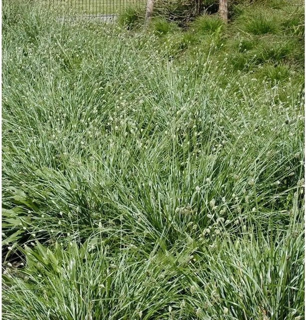 Sesleria nitida Nest Blaugras, grüne Staude für den Garten - Bild 1