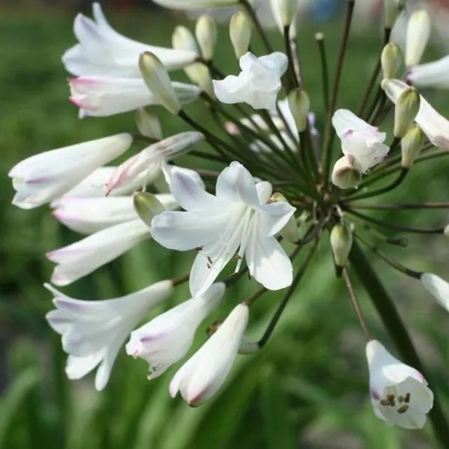 6er Set Arborix Weiße Schmucklilie Agapanthus africanus Albidus im 9cm Topf - Bild 1