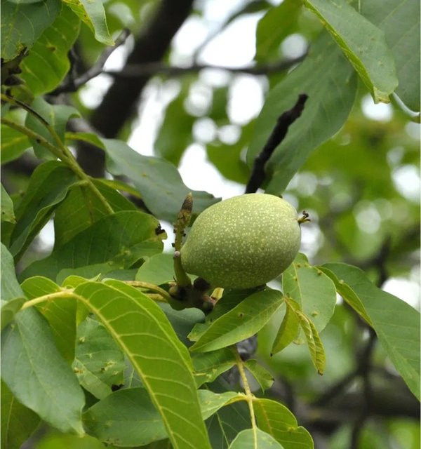 Walnuss Juglans regia Geisenheimer Walnuss Obstbaum von Nr-01.de, Höhe: 125-150 cm - Bild 1