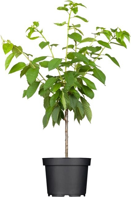 GROW by OBI Bio Süßkirsche Prunus Schwarze Knorpelkirsche im Topf, Höhe: 130 cm - Bild 1