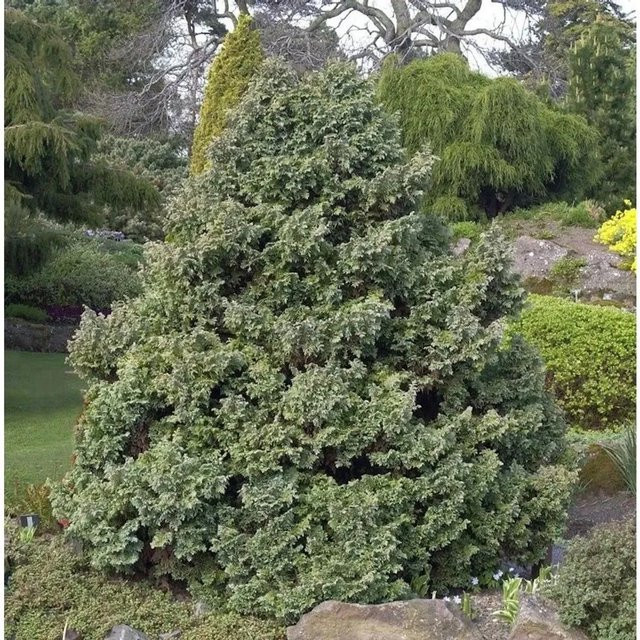 Silberzypresse Boulevard Chamaecyparis pisifera Heckenpflanze in Silber, Blau und Grün - Bild 1
