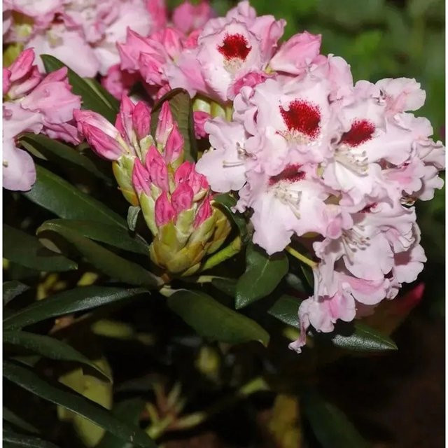 INKARHO Rhododendron Annika Williamsianum in Pink als Strauch - Bild 1