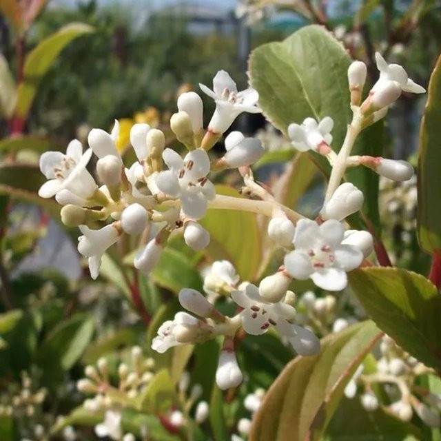 Schneeball Winton Viburnum hillieri mit weißer Blüte und Herbstfärbung von Arborix im Container, Höhe: 35 cm - Bild 1
