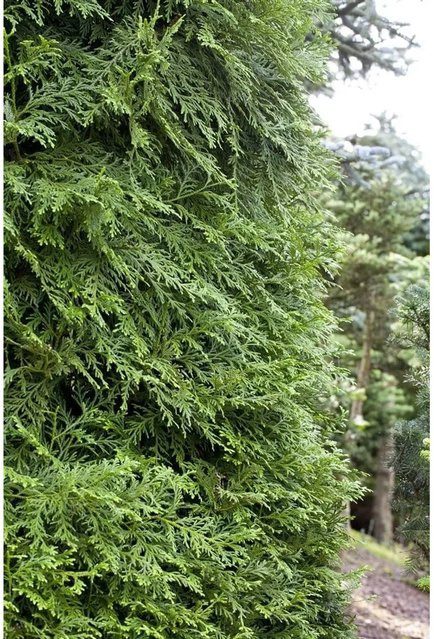 Thujopsis dolabrata Nadelgehölz in Grün und Silber, Höhe: 80-100 cm - Bild 1