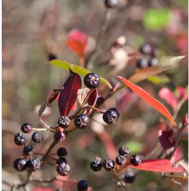 Aronia arbutifolia Apfelbeere Brilliant Beerenstrauch in Rot und Mehrfarbig von Nr-01.de - Bild 1
