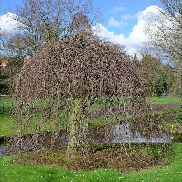 Rote Süntelbuche Gespensterbuche Fagus sylvatica, 40-50 cm - Bild 1