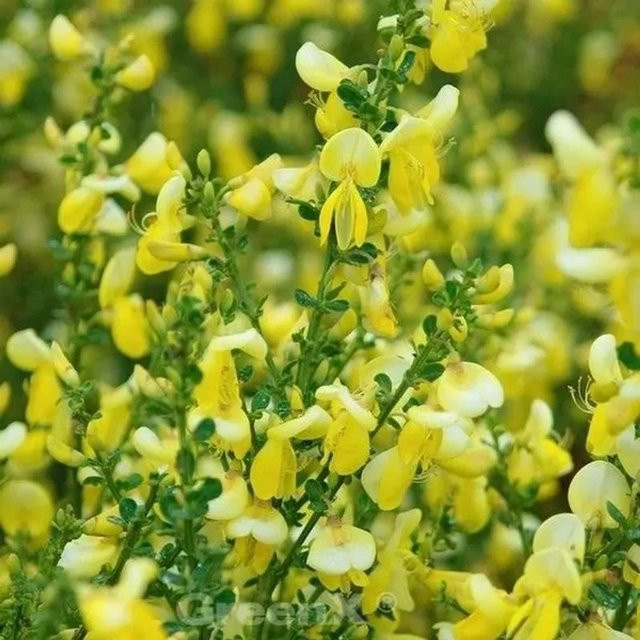Schmuckginster Lunagold Cytisus scoparius als Hochstamm in Gelb, Höhe: 60-80 cm - Bild 1
