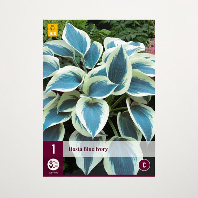 Hosta Blue Ivory Funkie Wurzelpflanze von BLUME2000 - Bild 1