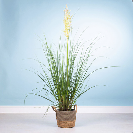 BLUME2000 Ziergras für den Balkon, Höhe: 130 cm