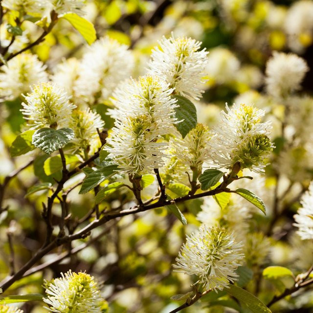 Fothergilla Federbuschstrauch in Weiß von Mein schöner Garten Shop - Bild 1