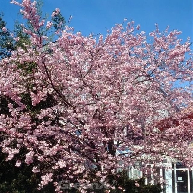 Rosa Winterkirsche Prunus subhirtella als Zierbaum für den Garten, Höhe: 125-150 cm - Bild 1