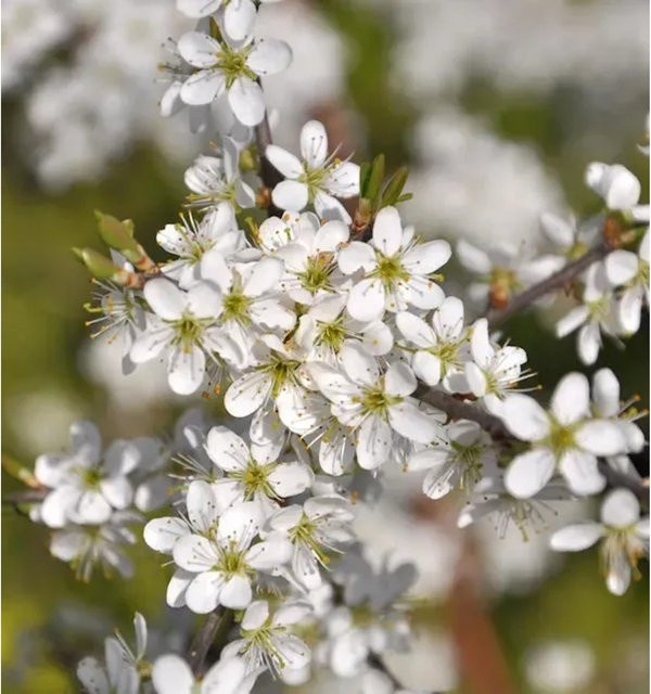 Schwarzdorn Prunus spinosa Heckenpflanze als Strauch, Höhe: 60-80 cm - Bild 1