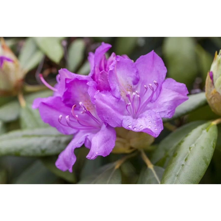 Rhododendron Hybr. Catawbiense Boursault mit lila Blüten, Höhe: 100–120 cm - Bild 2