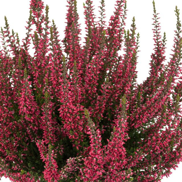 Besenheide Gardengirls rot als winterharte Zierpflanze für deinen Garten und Balkon - Bild 1