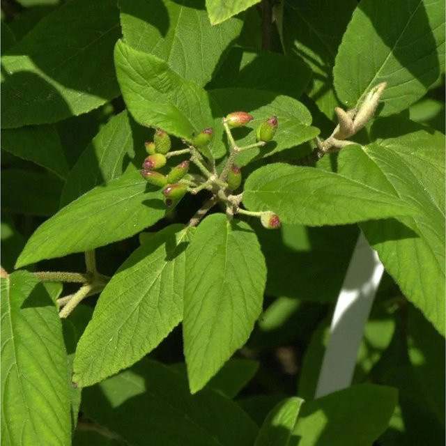 Buddlejablättriger Schneeball Viburnum buddleifolium grüner Zierstrauch 30-40 cm - Bild 1