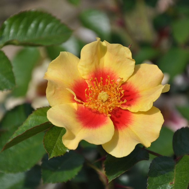 Persicarose Eye of the Tiger in Gelb und Rot als Zierstrauch für deinen Garten und Balkon - Bild 1