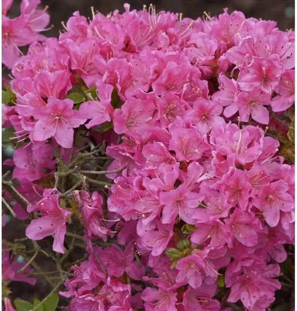 Japanische Azalee Rhododendron obtusum Diamant Rosa als Zwergstrauch für Garten und Topf, Höhe: 20-25 cm - Bild 1