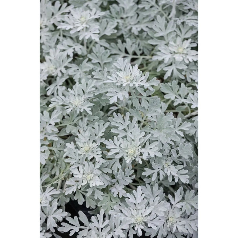 Artemisia Stelleriana Mori Silberwurz von Pflanzen für dich im 9x9 cm Topf - Bild 2