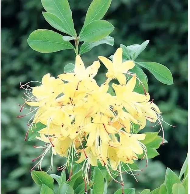 Rhododendron Lemon Drop Rhododendron viscosum gelb Höhe: 60-80 cm - Bild 1