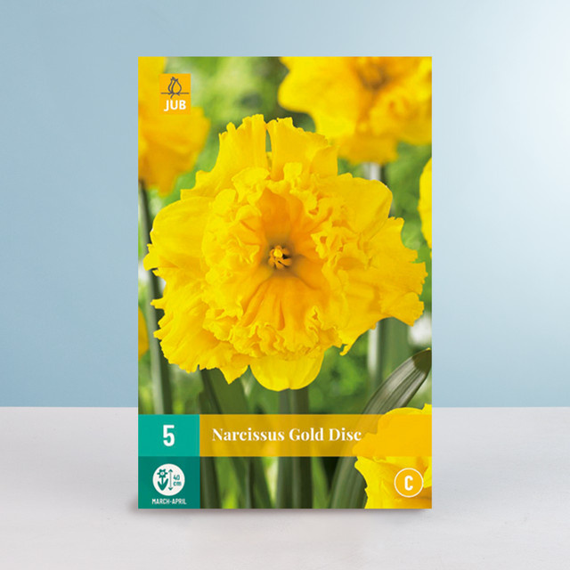 Schmetterlingsnarzisse Gold Disc von BLUME2000 mit 5 Zwiebeln für Garten, Kübel, Balkon und Terrasse - Bild 1