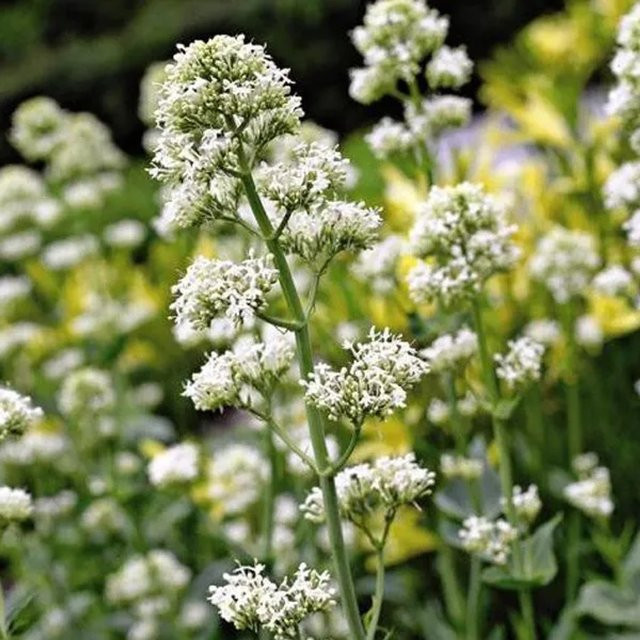 6er Set Arborix Spornblume Albus Centranthus ruber mit weißen Blüten, mehrjährige Gartenpflanze im 9cm Topf - Bild 1