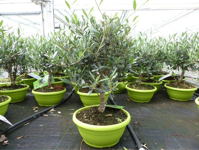 Winterharte Olivenbaum Bonsai Olea europaea als Formgehölz in Grün, Höhe: 50 - 60 cm - Bild 1