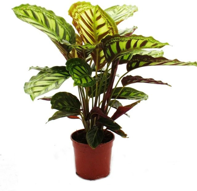 Exotenherz Calathea Roseapicta Zimmerpflanze mit ausgefallenem Blattmuster, Höhe: 50 cm, Topfgröße: 14 cm - Bild 1