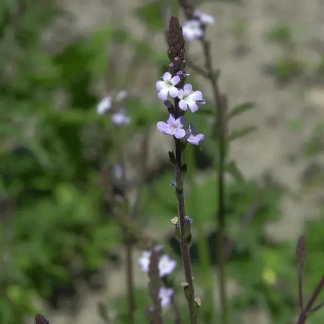 Echtes Eisenkraut Verbena officinalis lila mehrjährige Pflanze von Nr-01.de im Topf - Bild 1