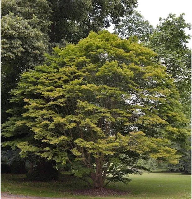 Fächer-Ahorn Acer palmatum als grüner Zierbaum von Nr-01.de, Höhe: 100-125 cm - Bild 1