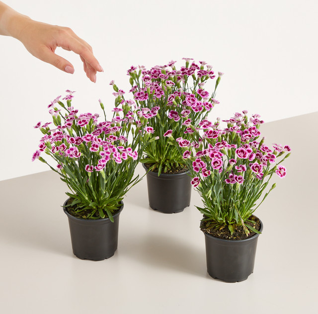 Winterharte Nelke Dianthus caryophyllus Pink Kisses von BLUME2000, 3 Stück - Bild 1
