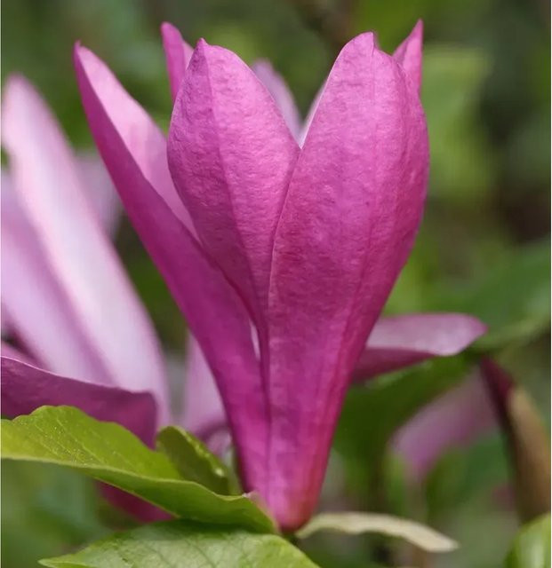 Magnolia liliiflora Susan Hochstamm als Zierbaum in Pink, Höhe: 100-125 cm - Bild 1