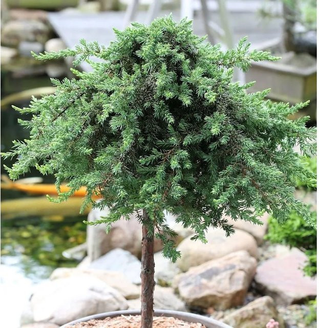 Grüner Kriechwacholder Green Mantle Juniperus squamata Hochstamm, Farbe: Grün - Bild 1