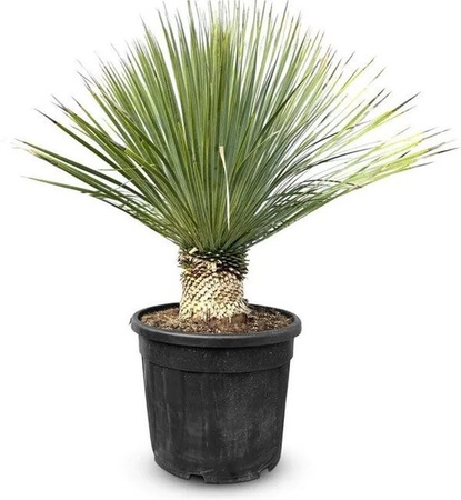 Sunny-Tree Mediterrane Yucca Rostrata Palmlilie mit Stammhöhe 15/20 cm, winterharte Pflanze in Grün, Blau und Grau