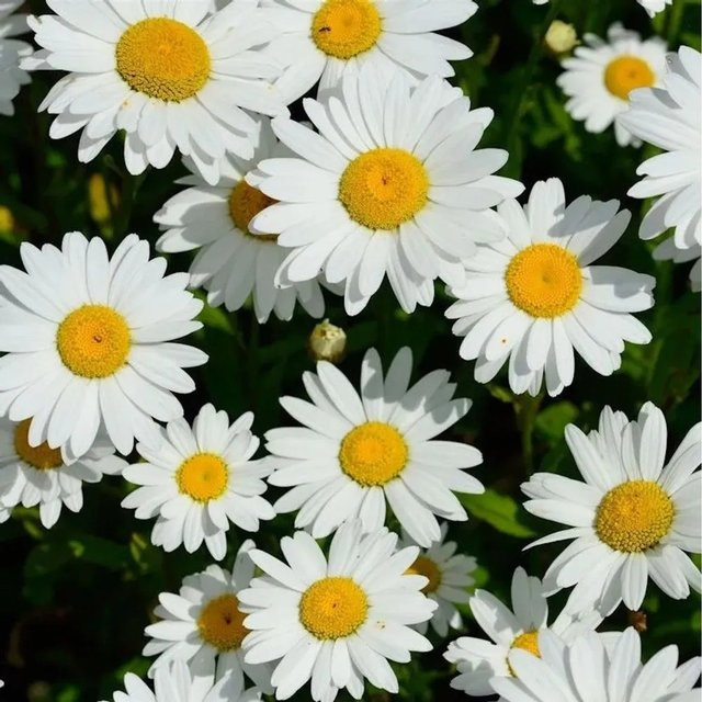 Gartenmargerite Becky Leucanthemum in Weiß als mehrjährige Pflanze für den Garten - Bild 1