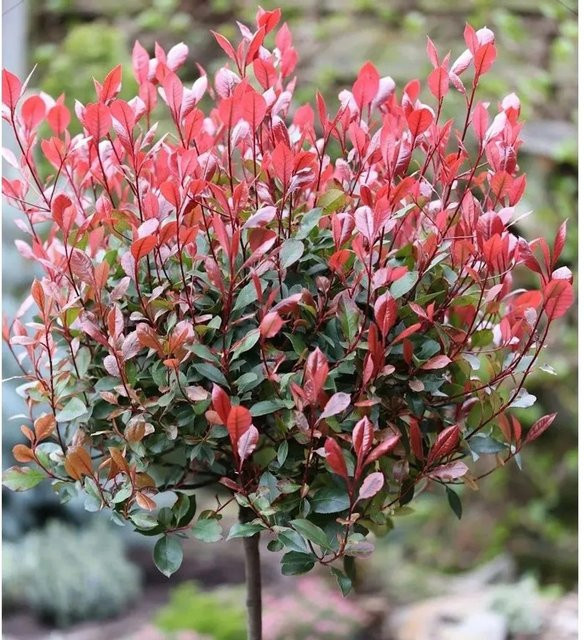 Hochstamm Glanzmispel Red Robin Photinia fraseri als Heckenpflanze in Rot und Grün, Höhe: 80-100 cm - Bild 1