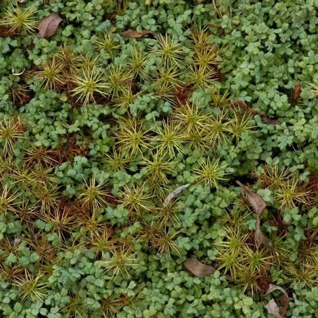 Magellan Stachelnüßchen Acaena magellanica als grüner Bodendecker für Steingärten - Bild 1
