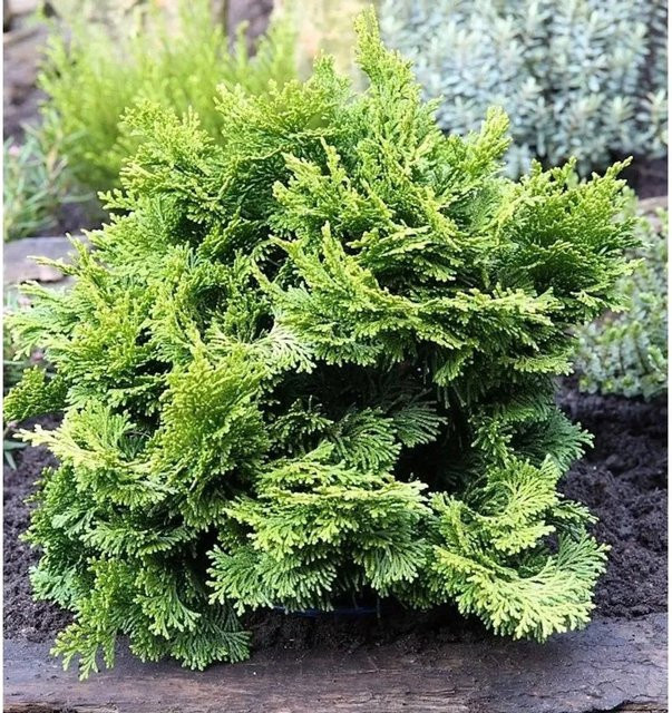 Hinoki Scheinzypresse Chamaecyparis obtusa grün, Höhe: 20-25 cm - Bild 1