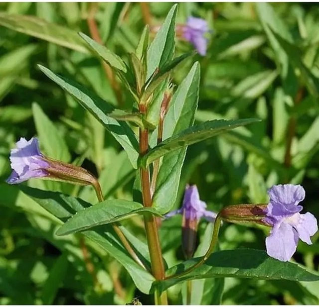 Blaue Gauklerblume Mimulus ringens als mehrjährige Bodenbedeckung von Nr-01.de - Bild 1
