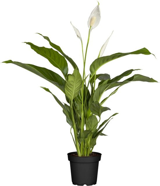 GROW by OBI Einblatt Sweet Silvio Spathiphyllum Zimmerpflanze im Topf Ø ca. 17 cm - Bild 1