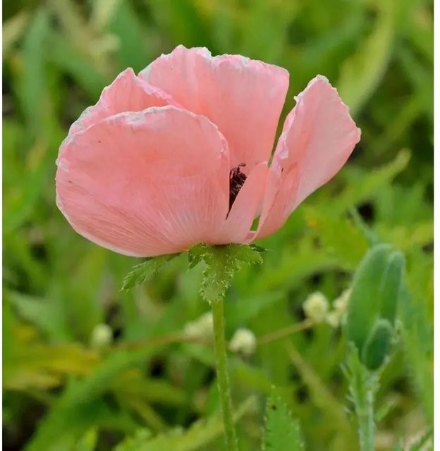 Türkischer Mohn Raspberry Queen Papaver orientale in Pink als mehrjährige Gartenpflanze - Bild 1
