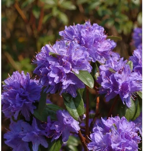 Rhododendron augustinii Wild Rhododendron Aquamarin lila Strauch für den Garten, Topfgröße: 25-30 cm - Bild 1