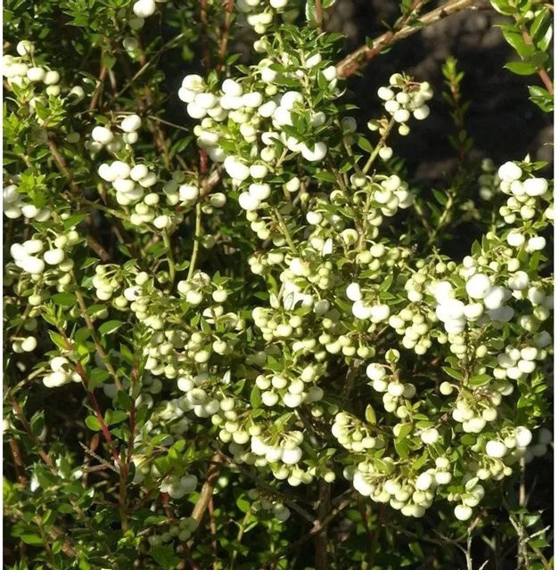 Pernettya mucronata Torfmyrthe mit weißen Beeren von Die Nr-01.de - Bild 1