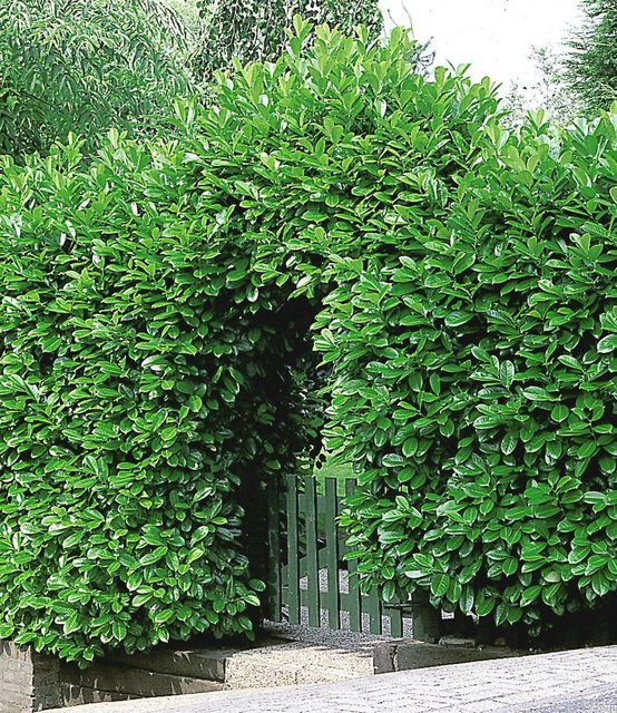 Kirschlorbeer-Hecke - Bild 1