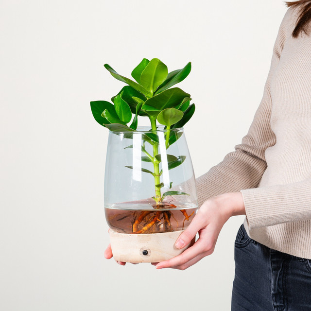 BLUME2000 Wasserpflanze Clusia in grünem Glas mit LED - Bild 1