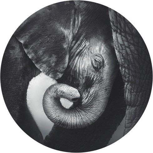 K&L Wall Art Runde Vliestapete Baby Elefant Safari Tiere Kinderzimmer mehrfarbig matt - Bild 1