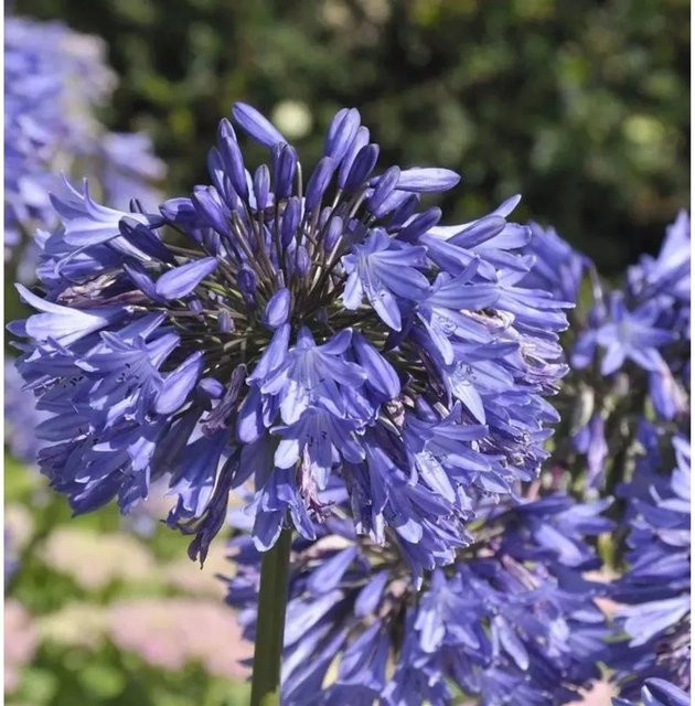 Agapanthus Blue Umbrella Schmucklilie in Blau als mehrjährige Zierpflanze - Bild 1