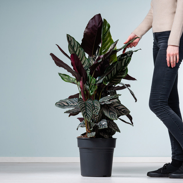 Calathea Ornata XL Zimmerpflanze von BLUME2000 in Grün - Bild 1