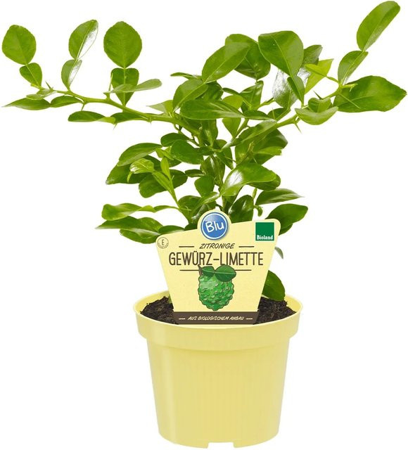 Blu Bio Kaffir-Limette Citrus hystrix Zimmerpflanze im Topf mit Durchmesser 12 cm - Bild 1